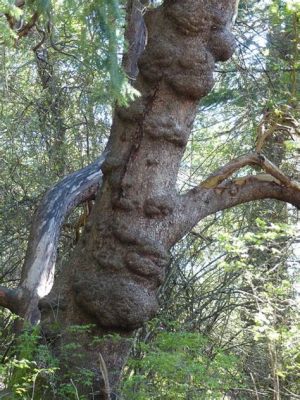 The Legend of the Knobby Tree:  A Magical Tale From Colonial Colombia!