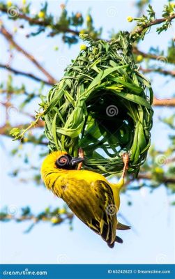  The Vow of the Weaver Bird! A South African Tale Weaving Love, Loss, and Resilience