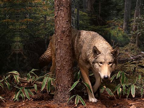 Pourquoi le Conte Japonais The Wolf Prince Dévoile-t-il la Nature Cachée de l'Humanité?